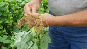 Person holding plant to show root system