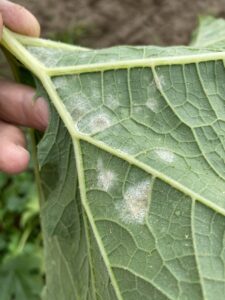 Mildew on a leaf