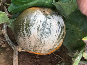 Pumpkin covered in mildew