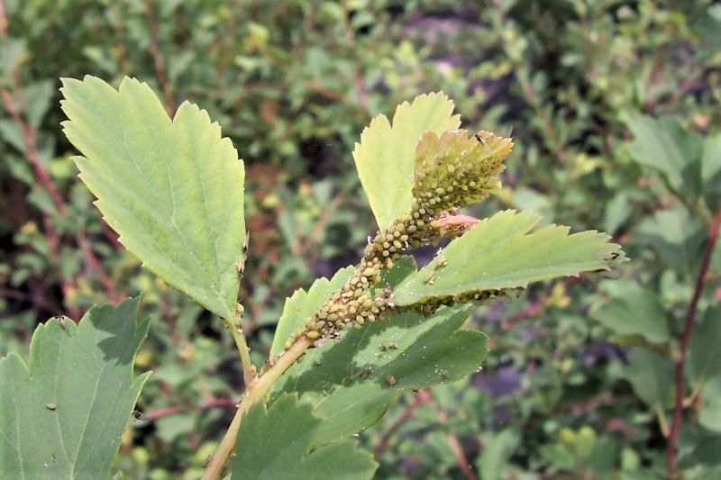 Aphids in spring infesting Spirea leaves