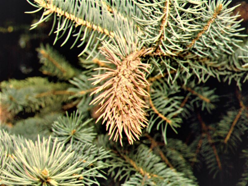 Coolly Spruce Gall Adelgid = dead, open gall