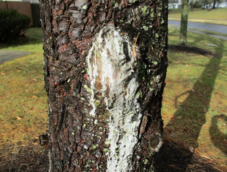 Pitch mass borer causing extreme sap flow down tree