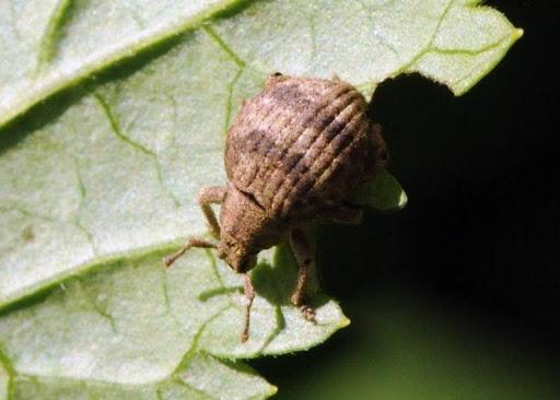 Two banded Japanese weevil adult