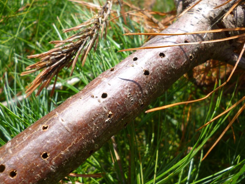 White pine weevil emergence holes