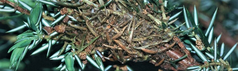 Juniper webworm caterpillars feeding inside extensive webbing nest.