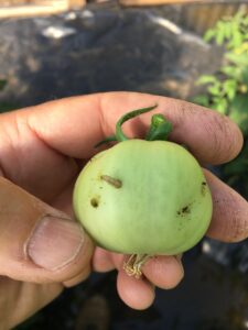 Infected green tomato
