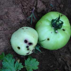 Infected green tomato