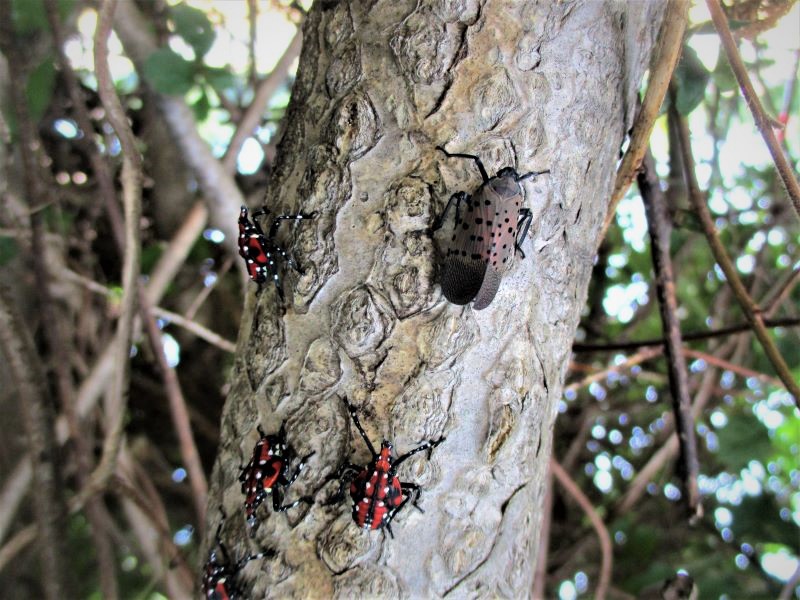 Spotted lanternfly adult & 4th instar nymph