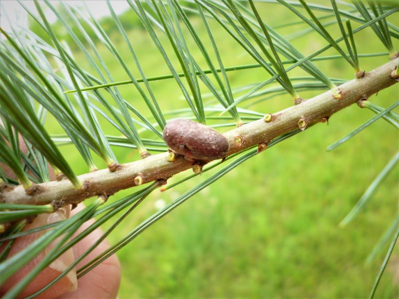 Redheaded pine sawfly pupal case