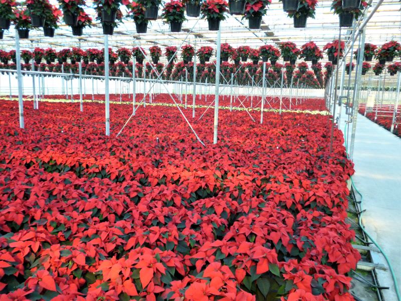 Poinsettias are witches' brooms
