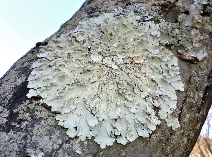 Lichens growing on tree bark 