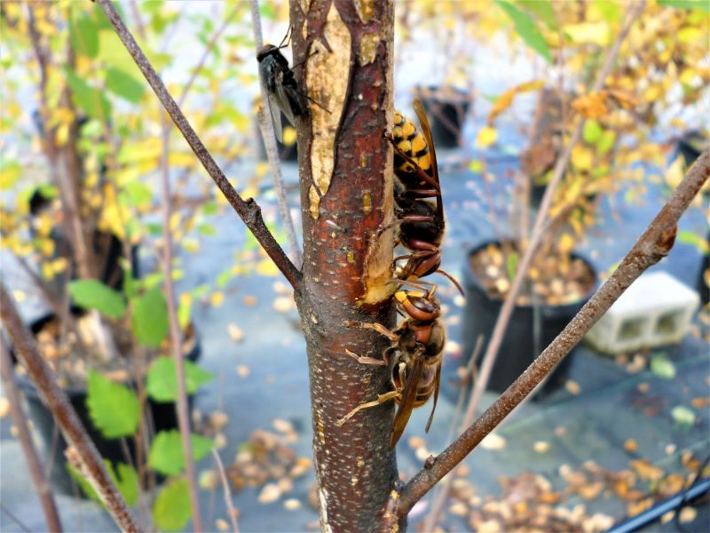 European hornets girdling the bark from branch stems. 