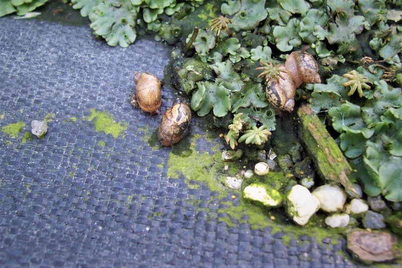 Slugs/snails within a nursery container bay.