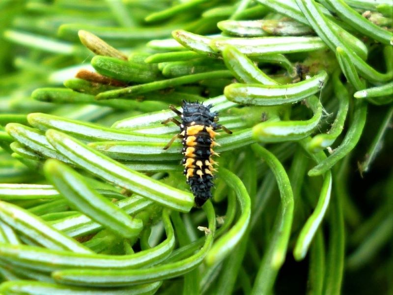 Lady beetle predator
