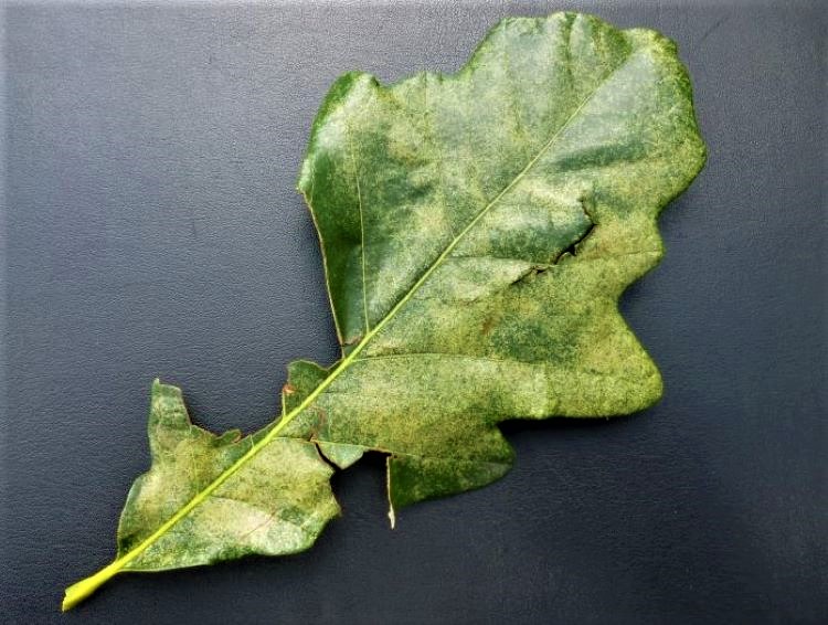 Oak lace bug leaf symptoms