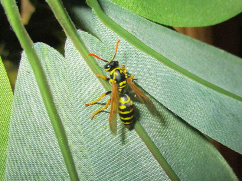 Yellowjacket: Excellent predator of native caterpillar pests 