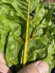 Leaf damaged by insects