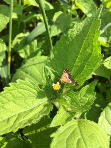 Bug on a leaf