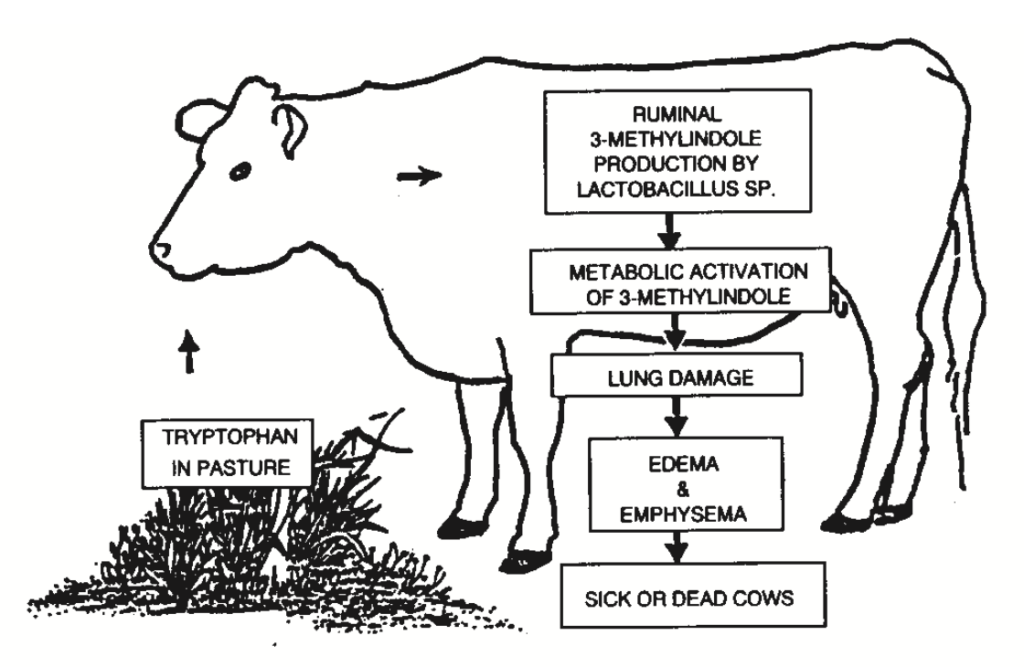 Disease entering a cow through food stream