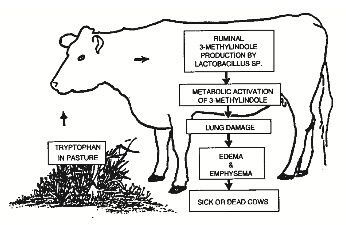 Acute Bovine Pulmonary Emphysema (Fog Fever) — Plant & Pest Advisory