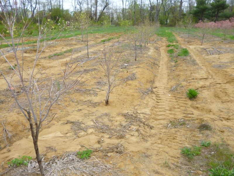Ambrosia borers infested dogwoods in this nursery that were stressed by cold temperature injuries in early spring months. 