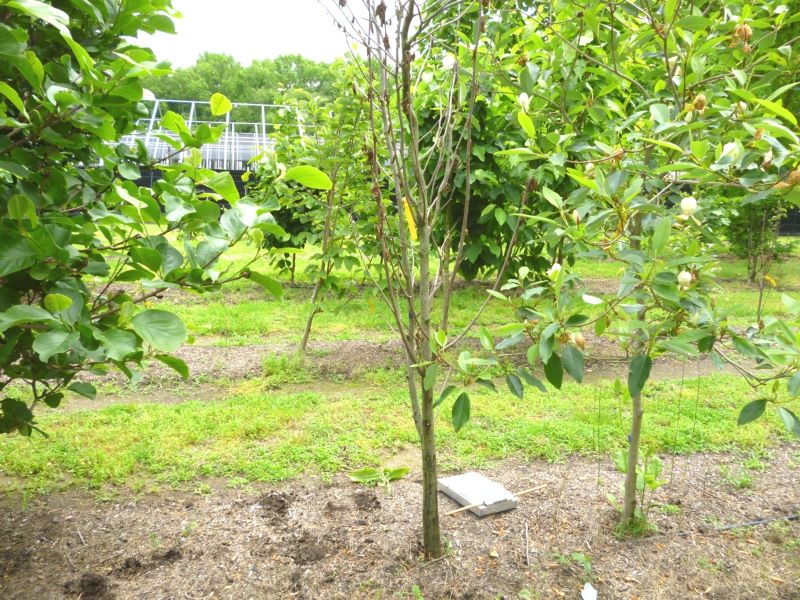 Ambrosia borer symptoms of Magnolia tree.