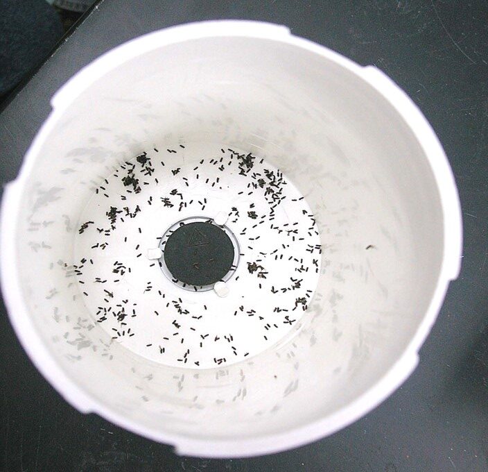 Ambrosia black stem borers at the bottom of Lindgren trap collection cup.