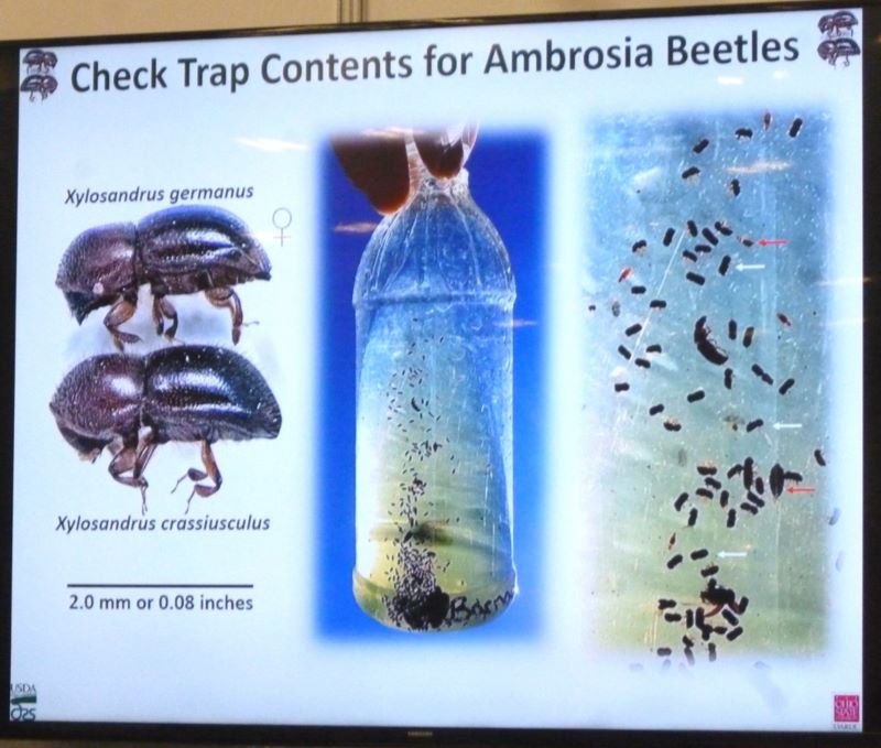 Adult ambrosia beetle bottle trap captures