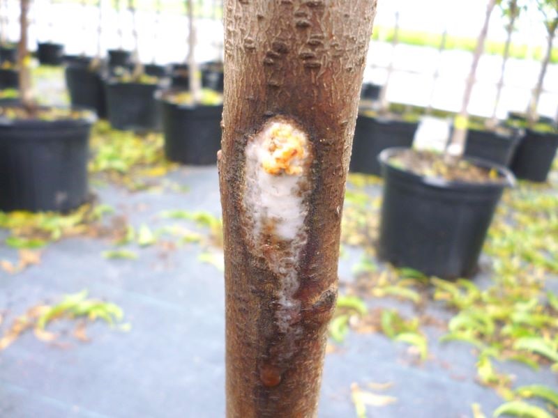 Opportunistic pathogens can infect infested tree defensive sap secretions.