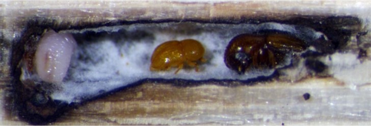 Ambrosia beetle gallery-Chris Ranger-USDA-ARS