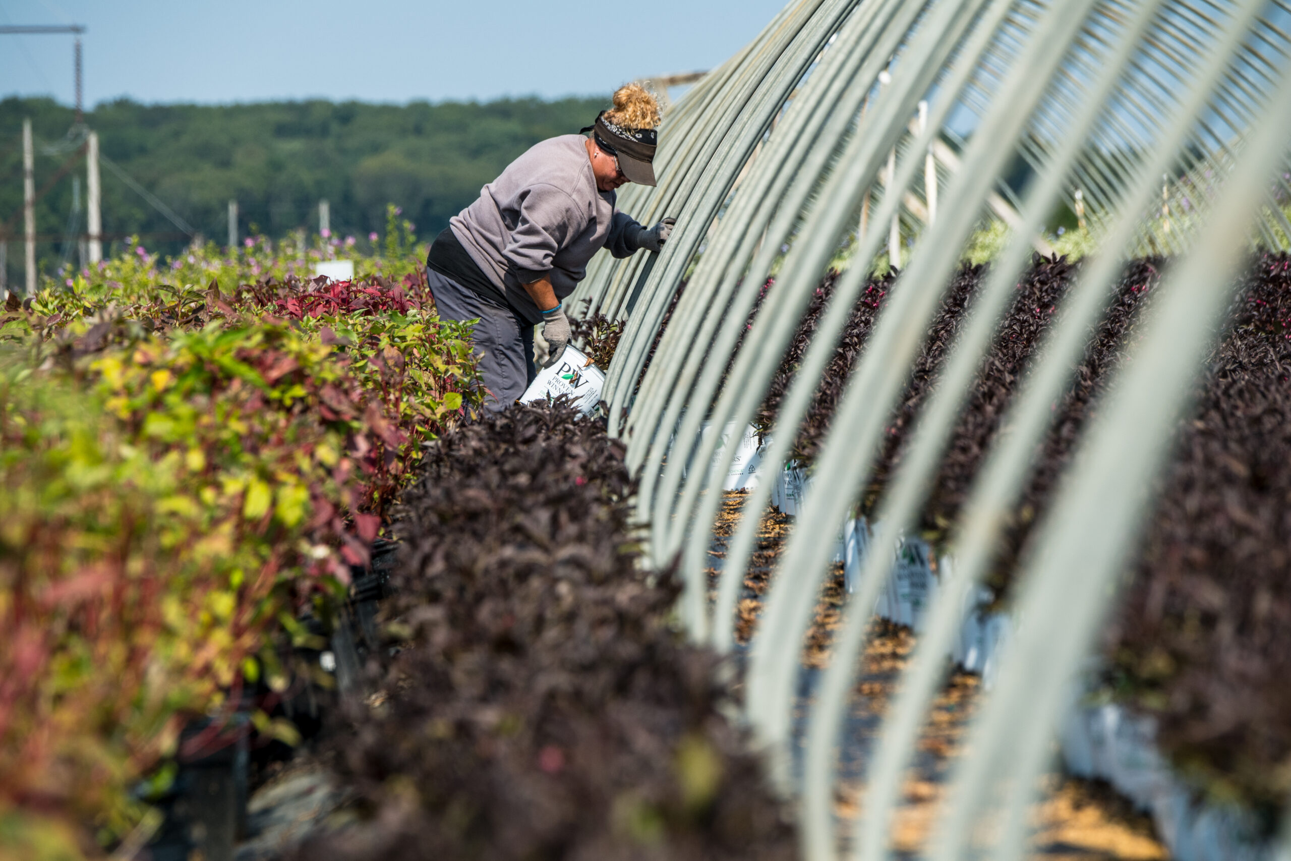Farmworker places potted shrubs in an uncovered hoop house.