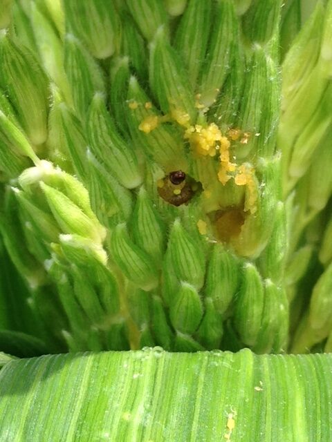 Ecb Tassel Close Head — Plant And Pest Advisory