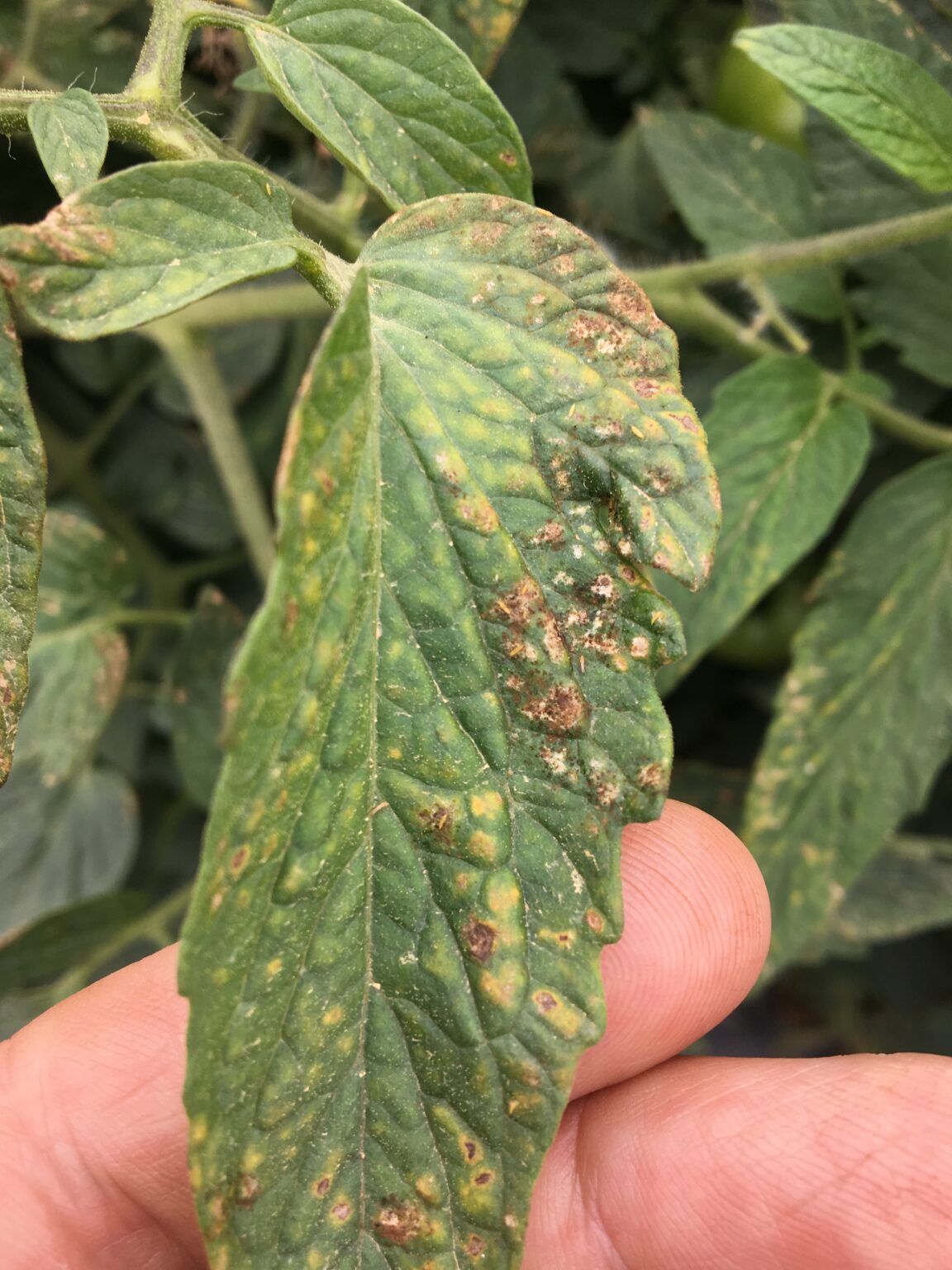 thrips and injury on tomato leaf — Plant & Pest Advisory