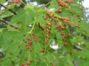 Maple Bladder Gall Mites