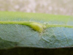 Horned oak gall =Leaf gall up close