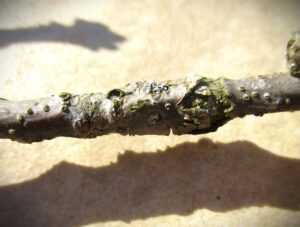 Horned Oak stem galls = 10 months old 2nd generation 