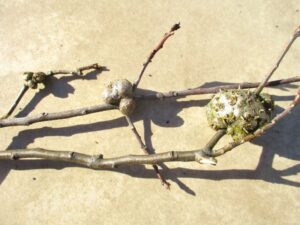 Horned Oak Galls = 33 months vs. 26 months