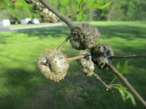 Horned oak gall = old vs. new galls