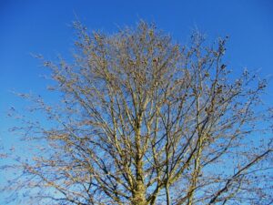 Horned oak galls = Infested tre