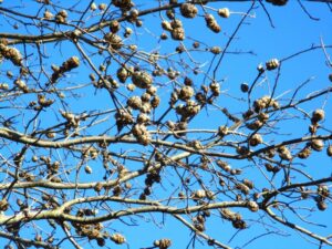 Maple Bladder Gall Mites