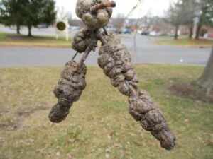 Maple Bladder Gall Mites