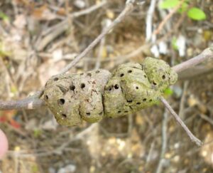 Gouty Oak Gall = emergence holes