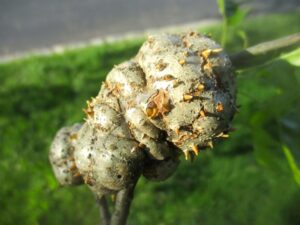 Horned oak gall early wasp emergence