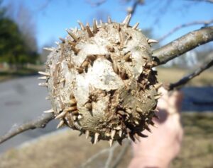 Horned oak Gall = Horn emergence