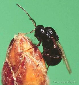 Gouty oak gall adult wasp