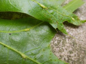 Horned oak gall = Leaf galls