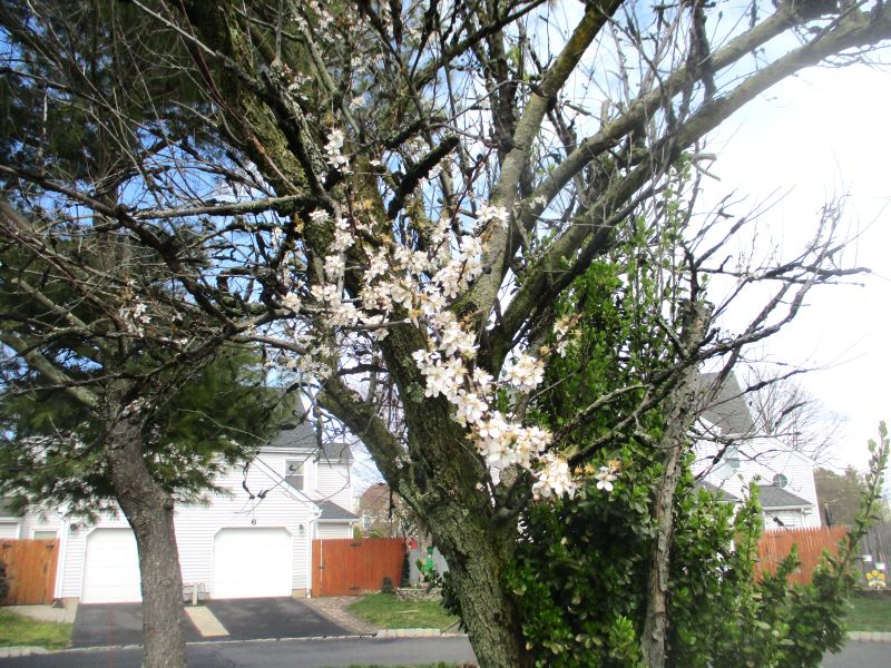 Photo 1: This Japanese Plum species is highly susceptible to Black Knot Disease.