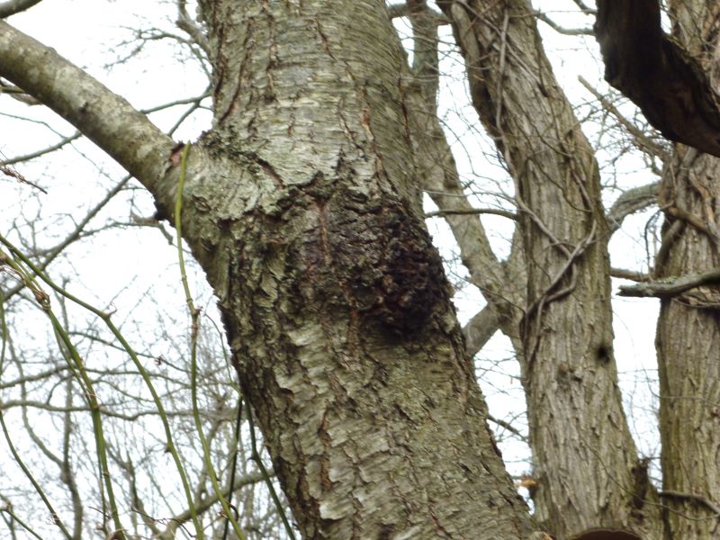 Black Knot gall infection on main tree trunk of wild black cherry