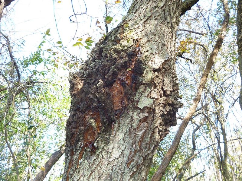 Black Knot on trunk of large wild black cherry tree