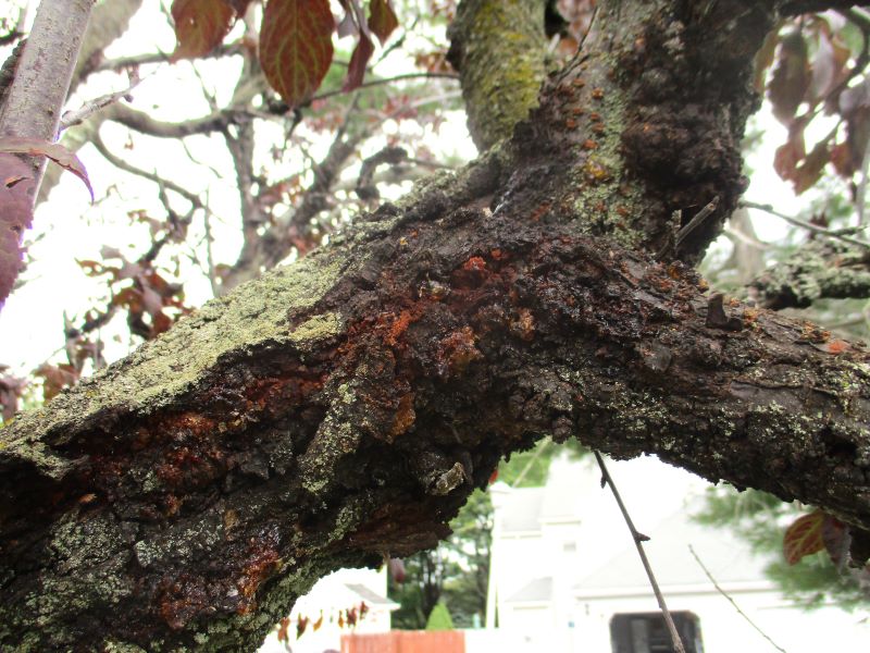 Black Knot infections over the years can cause rough cracks in bark tissues